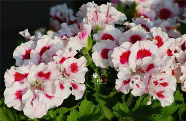 Marjorie geranium Marjorie geranium