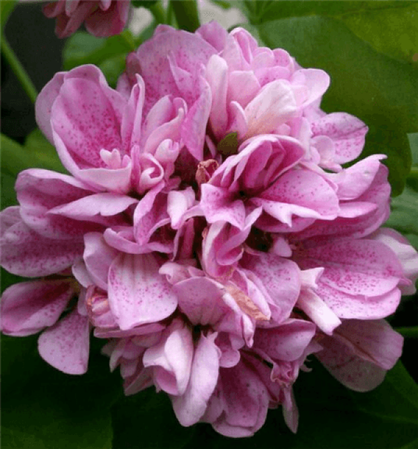 Marjorie geranium
