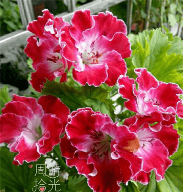 Marjorie geranium Marjorie geranium