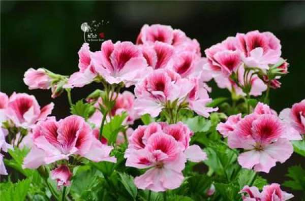 Marjorie geranium