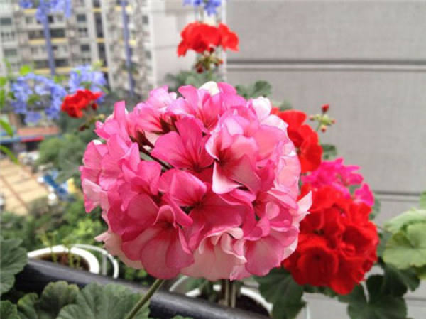 Marjorie geranium Marjorie geranium