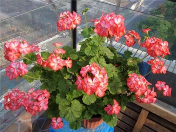 Marjorie geranium Marjorie geranium
