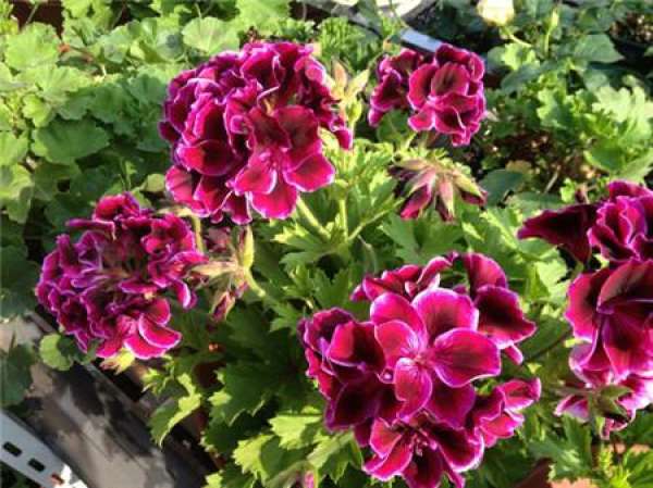 Marjorie geranium Marjorie geranium