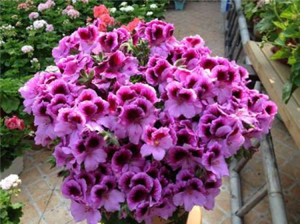Marjorie geranium Marjorie geranium