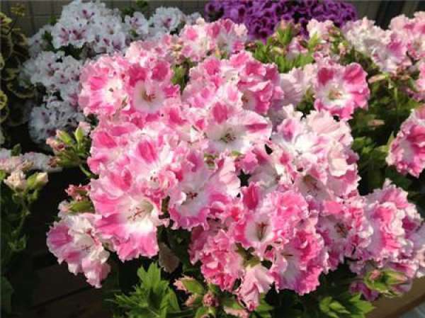 Marjorie geranium Marjorie geranium