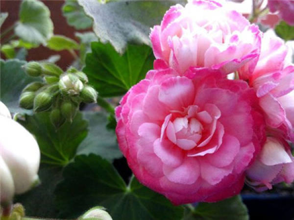 Marjorie geranium Marjorie geranium