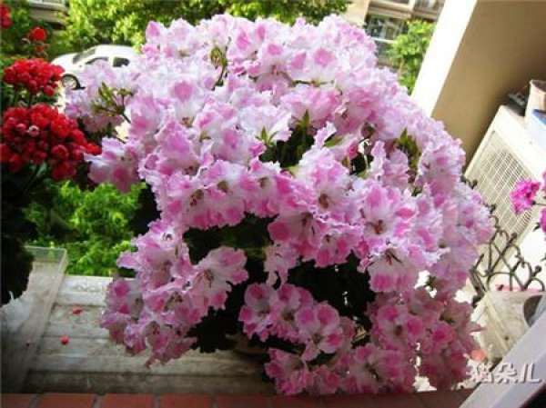 Marjorie geranium Marjorie geranium
