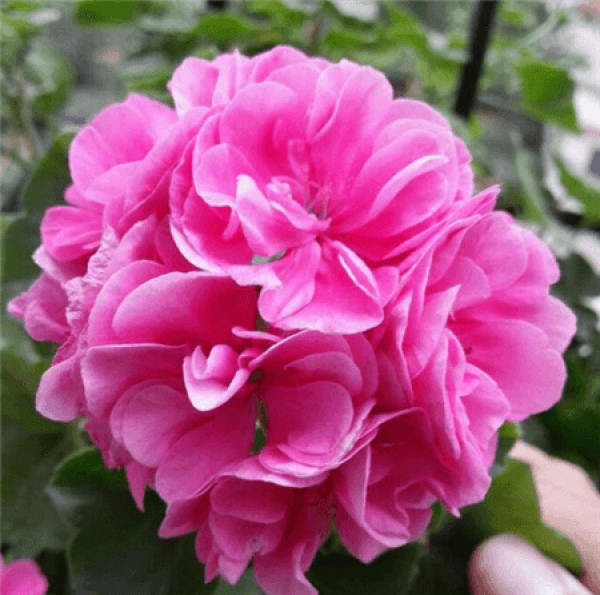 Marjorie geranium Marjorie geranium