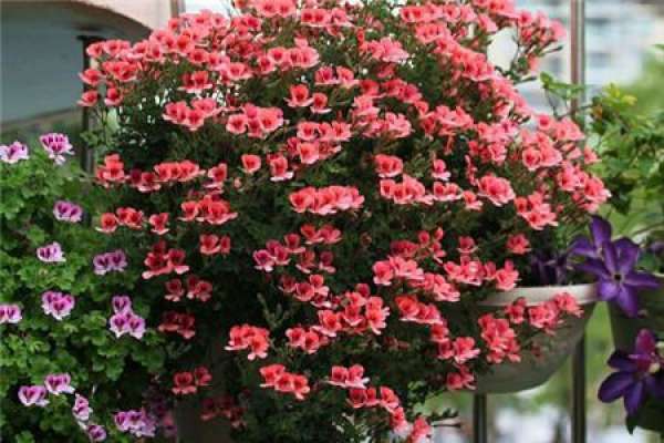 Marjorie geranium Marjorie geranium