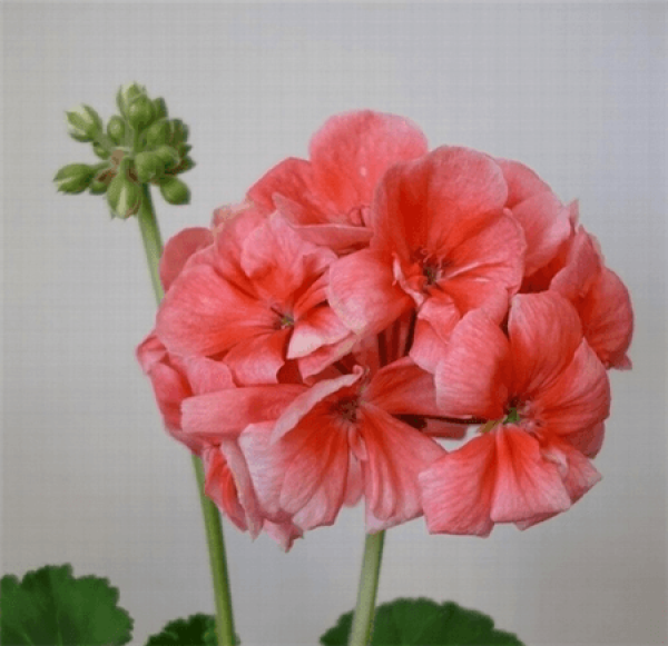 Marjorie geranium Marjorie geranium