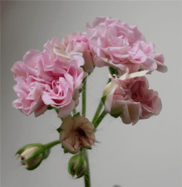 White Rat Geranium White Rat Geranium