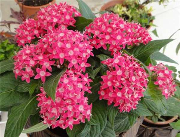 Five-star flower