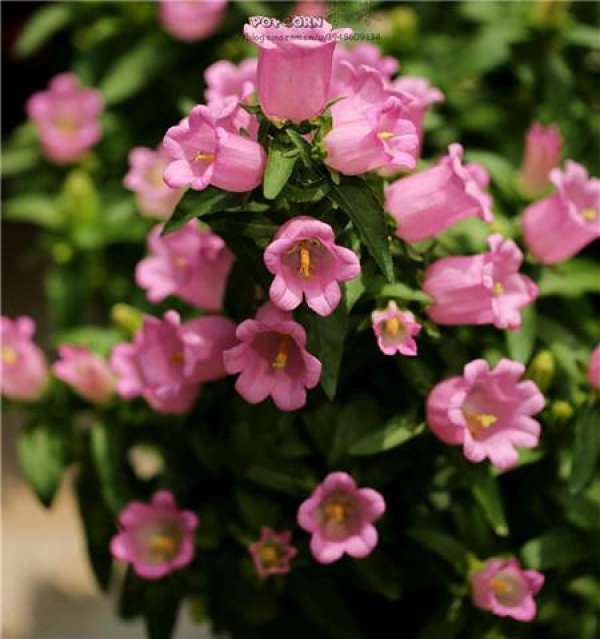 Five-star flower