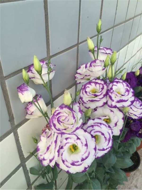 Five-star flower