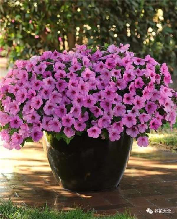 Five-star flower