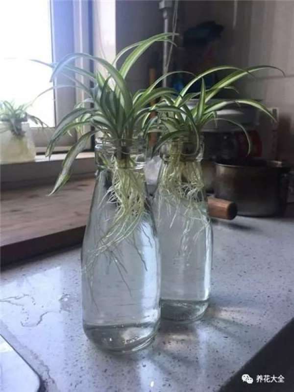 Transparent bottle