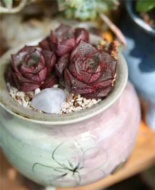 White Peony