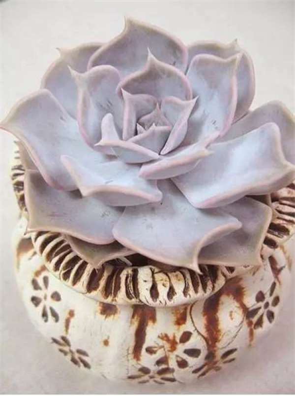 White Peony