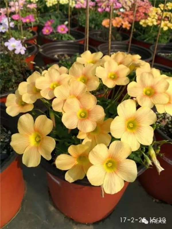 Oxalis