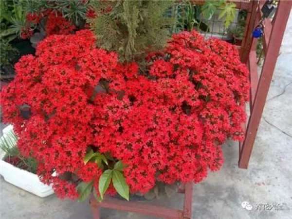 Oxalis
