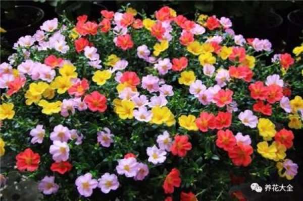 Oxalis