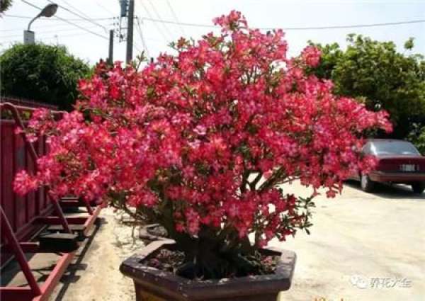 Oxalis