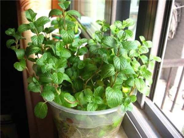 Peppermint