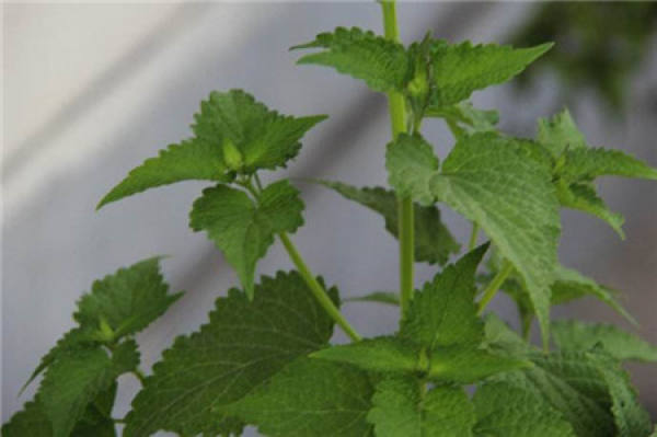 Agastache rugosa