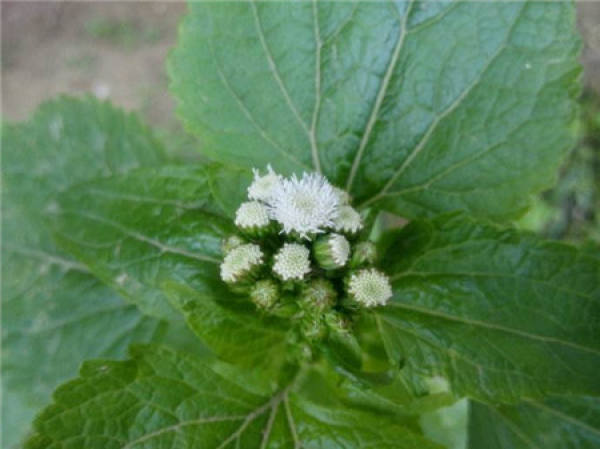 Ageratum