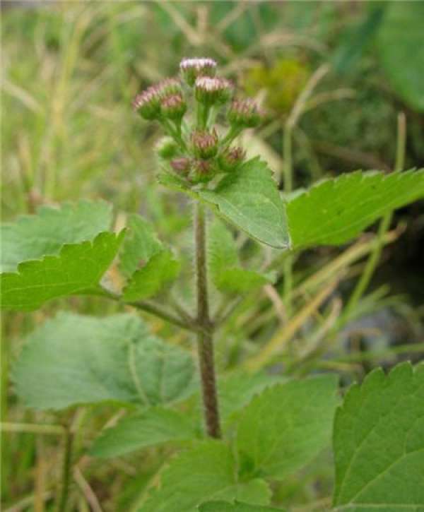 Ageratum