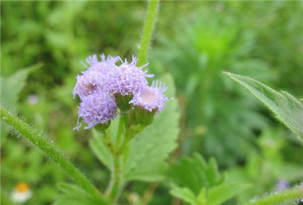Eupatorium catarium