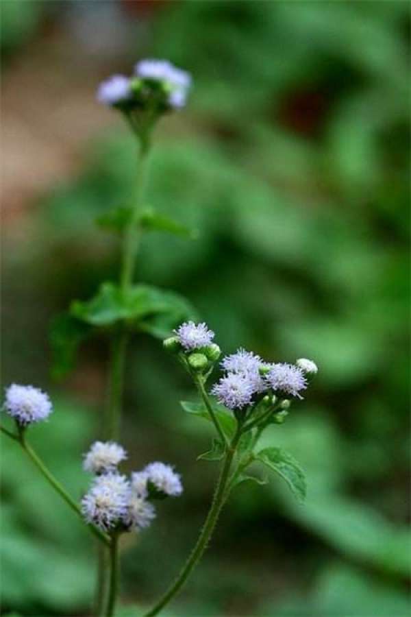 Ageratum