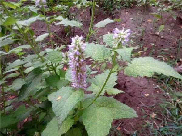Agastache rugosa
