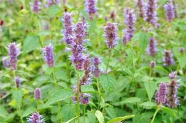 Agastache rugosa