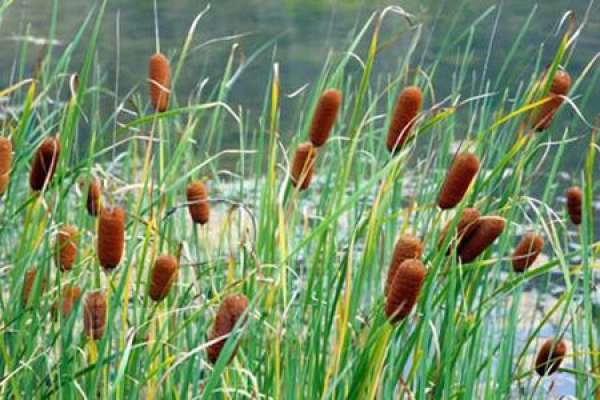 Acorus calamus