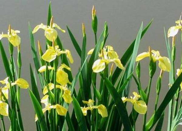 planting soil of calamus