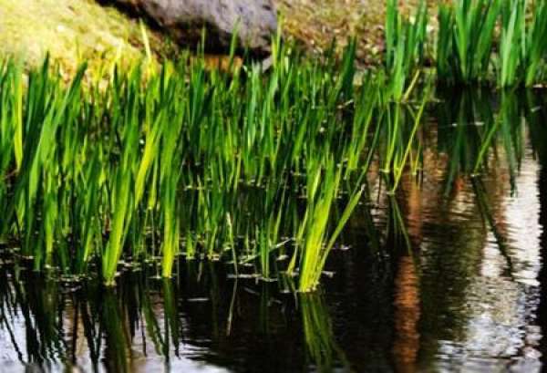Water Management of Acorus calamus