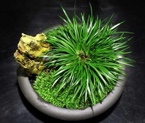 Plant material of Acorus calamus potted landscape Plant material of Acorus calamus potted landscape