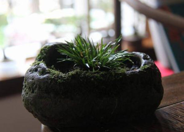 Watering calamus Watering calamus