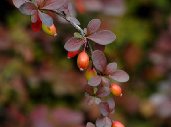 planting of Berberis ziyeensis