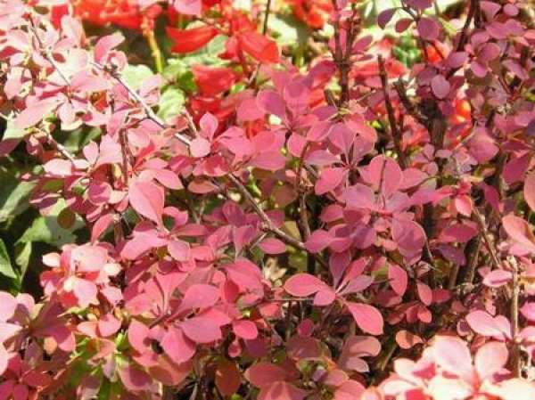 planting of Berberis ziyeensis