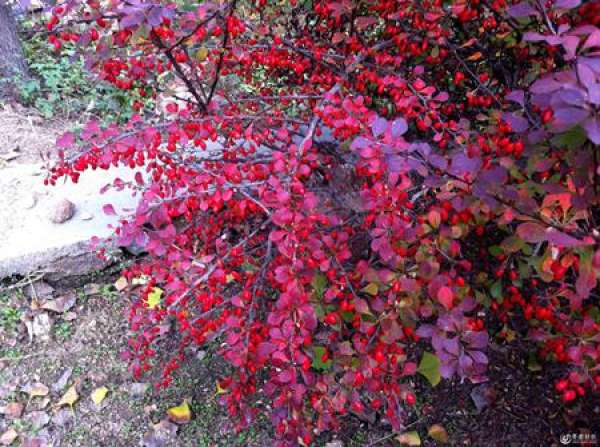 Disease Control of Berberis thunbergii