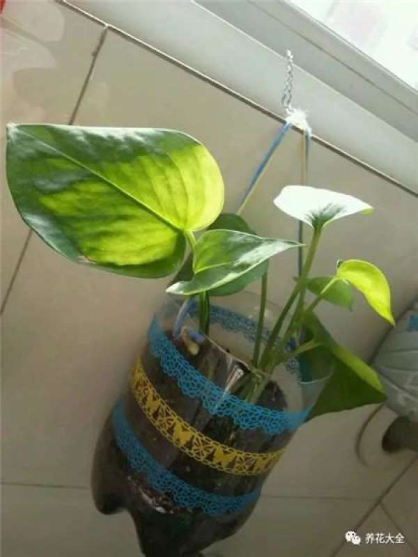 Cup for planting flowers