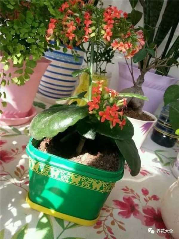 Cup for planting flowers