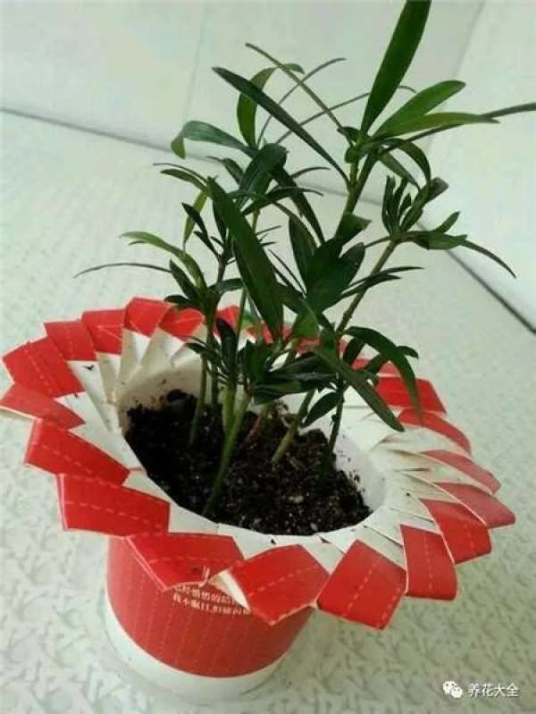 Paper-cupped
