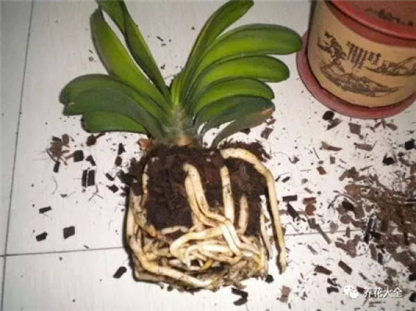 Repotting