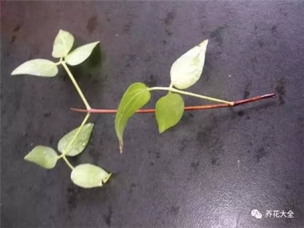 Clematis branch
