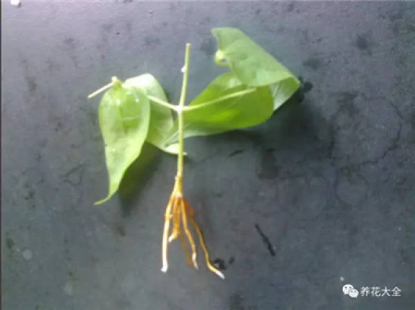 Clematis branch