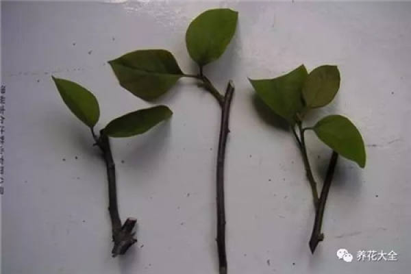 Clematis branch