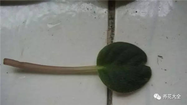 Clematis branch